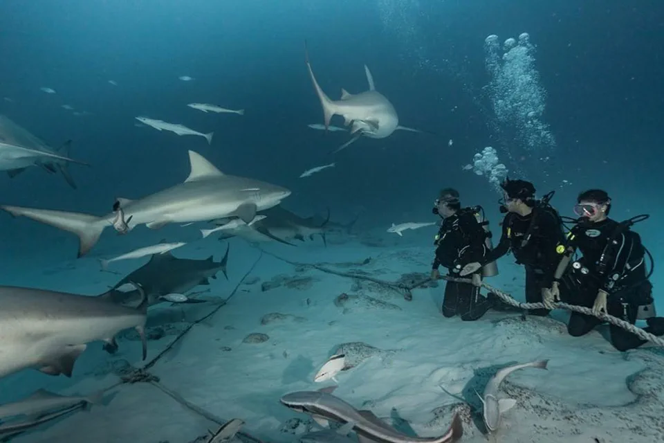 Diving with Bull Sharks in Playa del Carmen