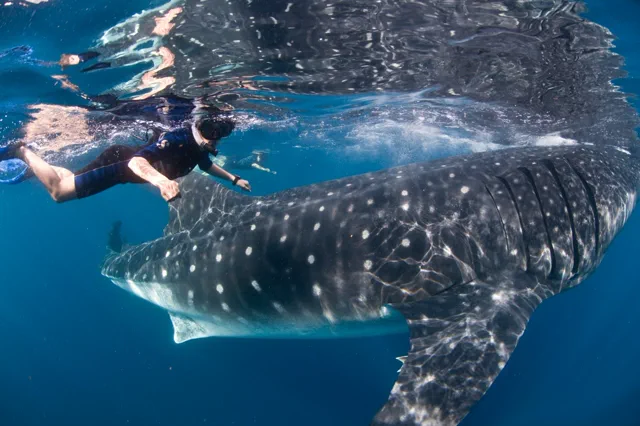 Temporada de tiburon ballena cerca de Cancun