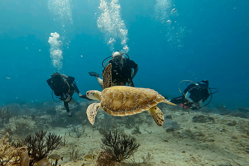 Buceo con tortugas en Playa del Carmen