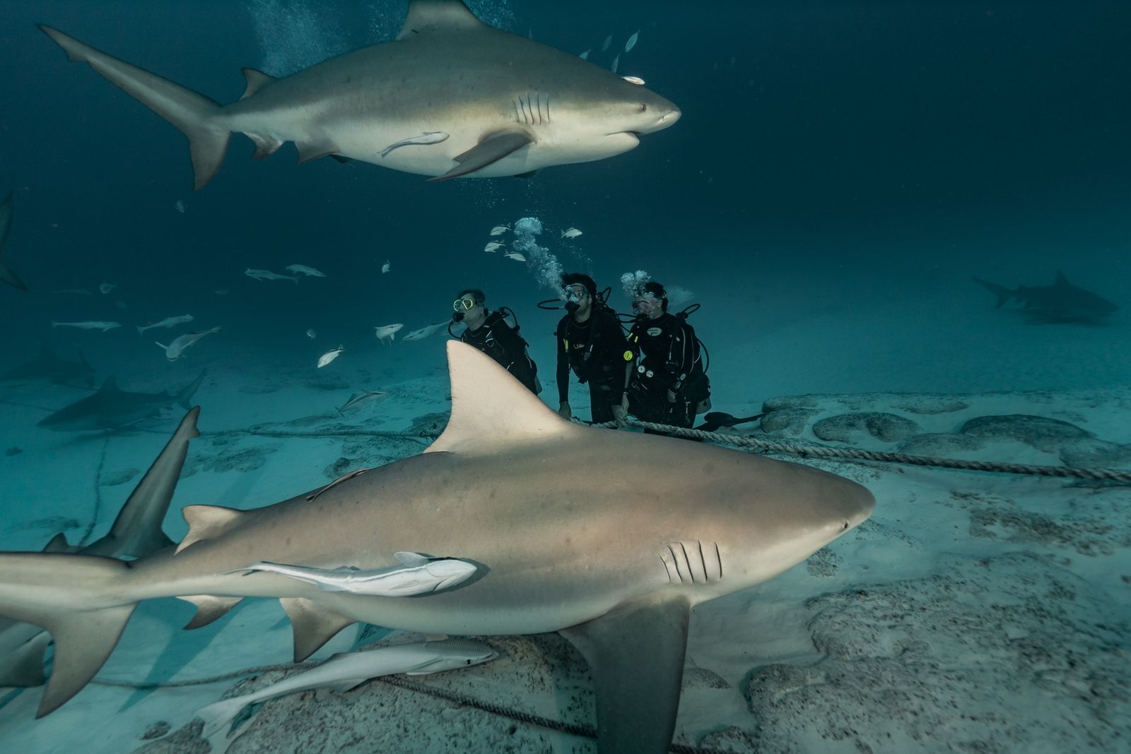 Buceo con tiburones toro