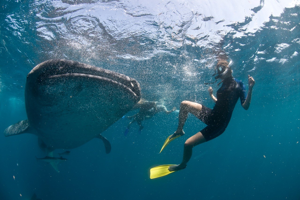 Encuentro con tiburón ballena