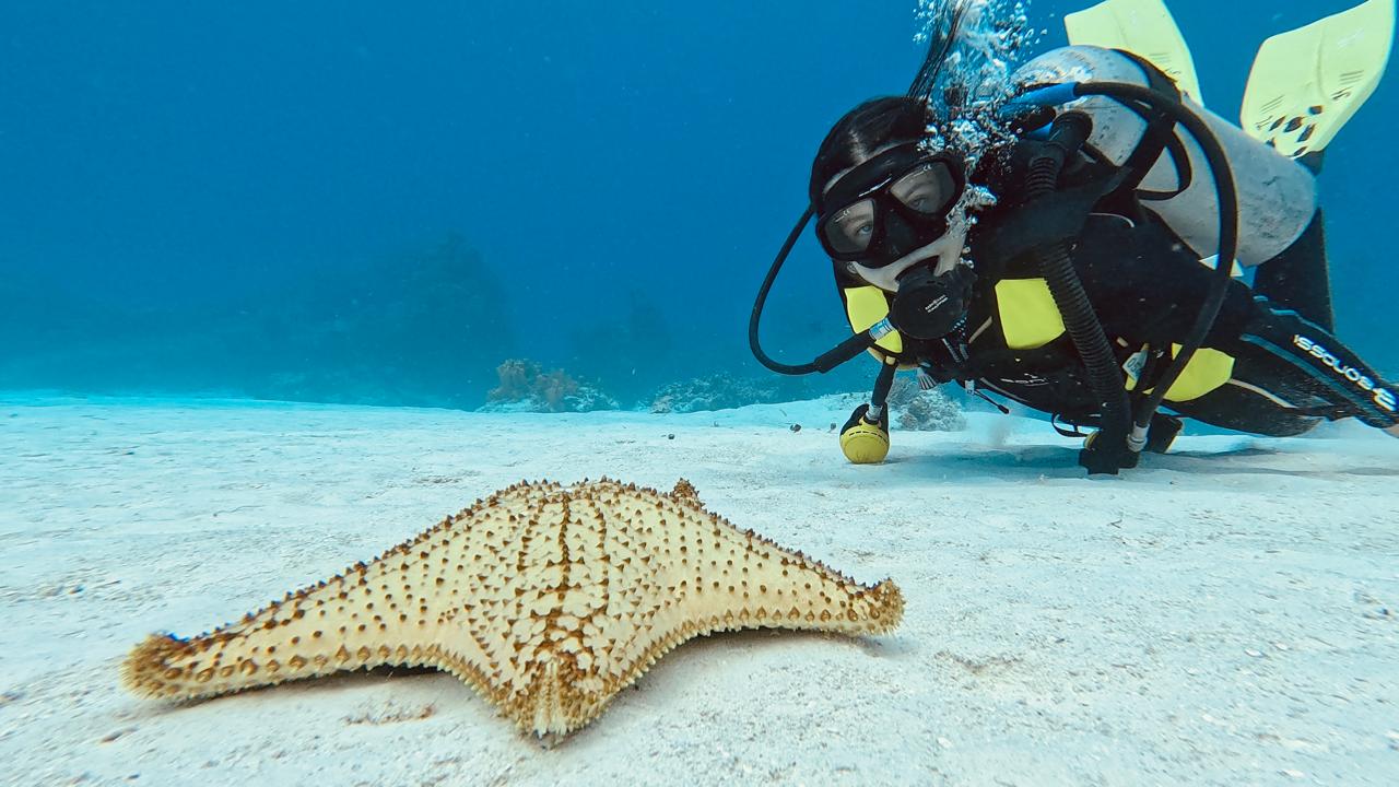 Deep Mexico is a diving specialized tour agency