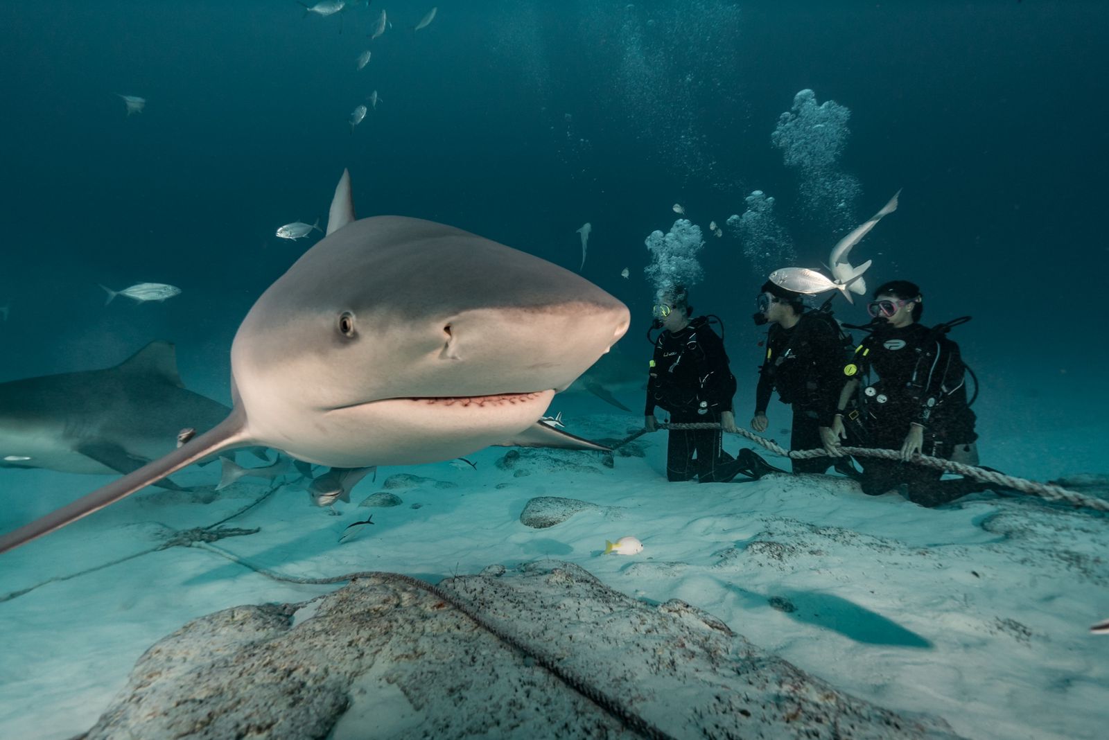 Experiencia con tiburón toro