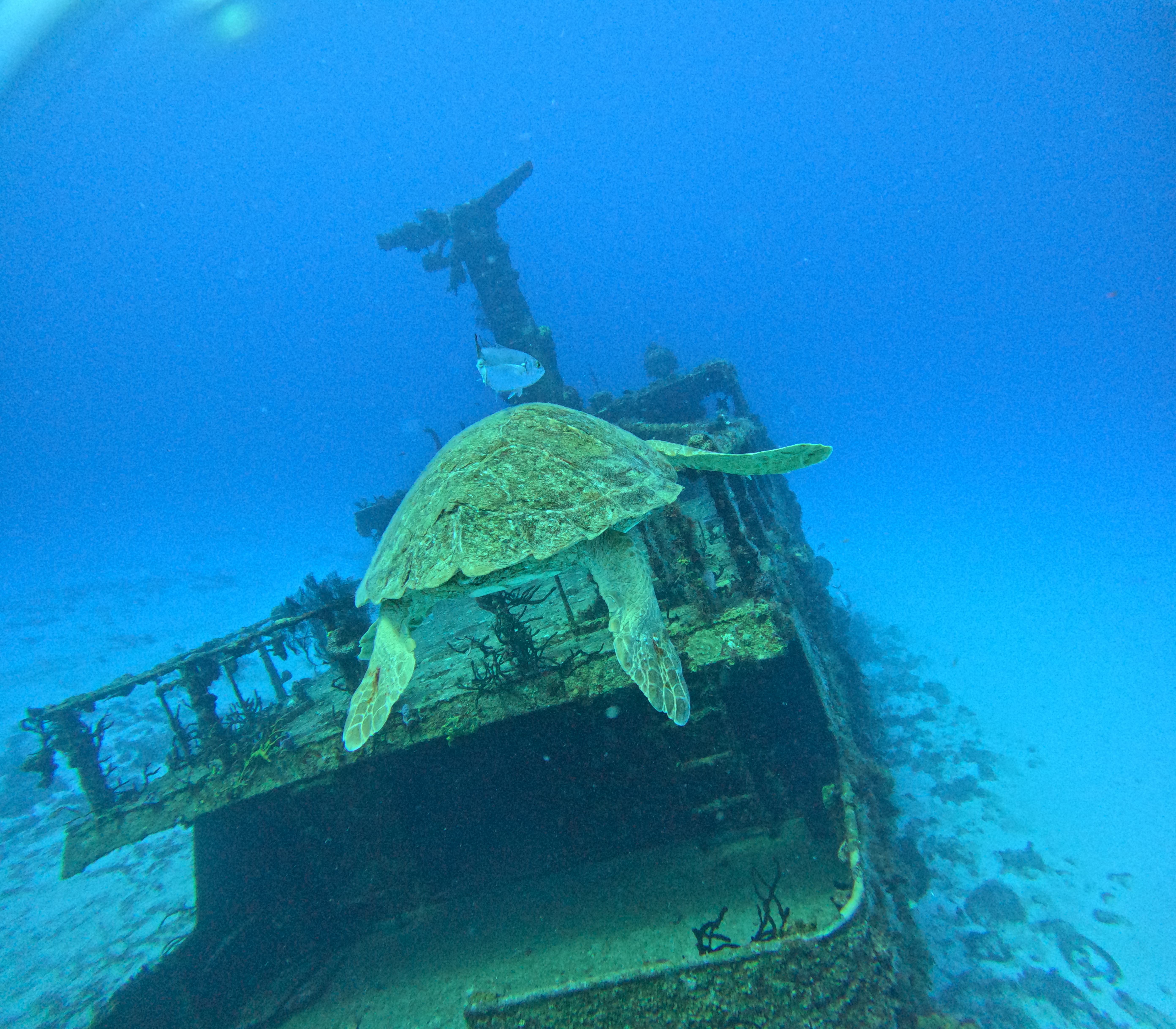 Tortuga marina en pecio Playa del Carmen