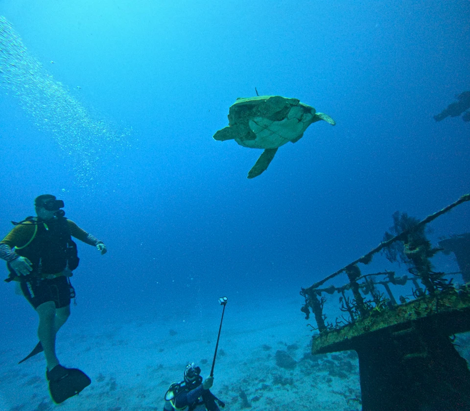 Tortuga marina y buzos en Playa del Carmen buceo en pecio